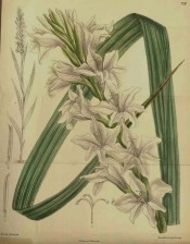 Figured is sword-shaped leaf and a tall spike of funnel-shaped off white flowers.  Curtis's Botanical Magazine t.7292, 1893.