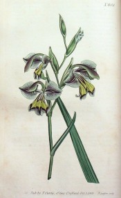 Figured are leaf and greenish-grey flowers with yellow markings on the lower lip.  Curtis's Botanical Magazine t.688, 1803.