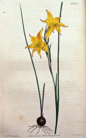 Shown are the wiry leaves and funnel-shaped yellow flowers.  Curtis's Botanical Magazine t.1483, 1812.