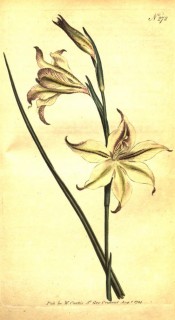 Figured is a narrow leaf and open funnel-shaped creamy, purple-marked flowers.  Curtis's Botanical Magazine t.272, 1794.