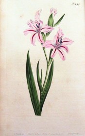 Figured is a gladiolus with pink flowers with prominent red stripe.  Curtis's Botanical Magazine t.538, 1801.