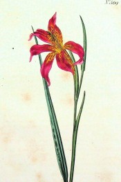 Figured is a leaf and bright red, funnel-shaped flower with yellow markings inside.  Curtis's Botanical Magazine t.569, 1802.