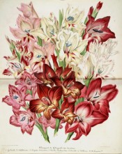 Figured are large-flowered gladioli in a wide range of colours.  Illustration Horticole p.154 Vol.4, 1857.