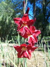 Figured is a gladiolus with red flowers with white streaks on the lower tepals.  Camden Park.