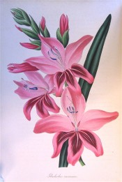 Shown are a leaf and widely funnel-shaped deep pink flowers with darker markings.  Paxton's Magazine of Botany p.99, 1839.