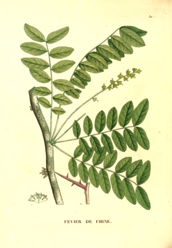 Hortus Camdenensis Gleditsia Sinensis Lam 