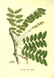 Illustrated are the pinnate leaves, flowers and long, sharp thorns.  Saint-Hilaire Arb. pl.30, 1824.