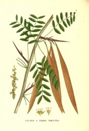 Illustrated are the pinnate leaves, flowers, the long, sharp thorns and ripe pods.  Saint-Hilaire Arb. pl.30, 1824.