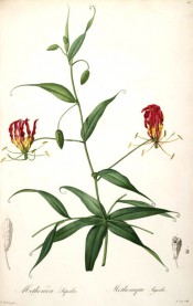 Shown are lance-shaped leaves with terminal tendrils and wavy-margined red and yellow flowers. Redout? Liliac?es pl.26, 1802-15.