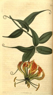 Figured are lance-shaped leaves with terminal tendrils and red and yellow flowers.  Curtis's Botanical Magazine t.2539, 1825.