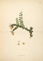 Figured is a gorse-like spiny shoot with ovate leaves and small yellow flowers.  Roxburgh pl.162, 1795-19.