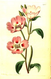 The image shows deep pink cup-shaped flowers with red marking at the base of the petals.  Botanical Register f.1405, 1831.