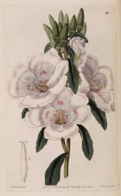 Illustrated are the oblong leaves and saucer-shaped white flowers marked with red.  Botanical Register f.61, 1842.