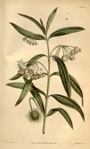 Illustrated are lance-shaped leaves and clusters of cup-shaped, creamy-white flowers.  Curtis's Botanical Magazine t.1628, 1814.