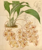 Shown are pseudobulbs, leaves and pendant racemes of yellowish flowers with red lips.  Curtis's Botanical Magazine t.3563, 1837.