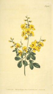 Figured are trifoliate leaves and yellow pea-like flowers, purple at the base.  Curtis's Botanical Magazine t.958, 1806.