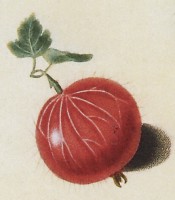 The gooseberry illustrated is round, hairy and red-skinned. Pomona Britannica pl.6, 1812.