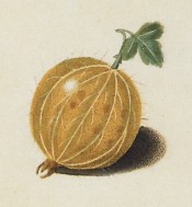 The gooseberry illustrated is round, hairy and yellow-skinned. Pomona Britannica pl.6, 1812.