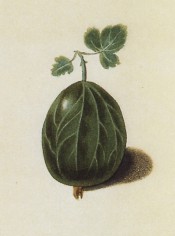 The gooseberry illustrated is oval, smooth-skinned and green. Pomona Britannica pl.6, 1812.