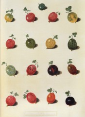 17 varieties of gooseberry are shown, round or oval in shape, green, red or yellow in colour. Pomona Britannica pl.6, 1812.