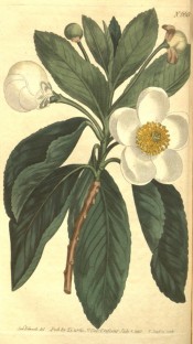 Illustrated are the shallowly toothed rounded leaves and axillary white flowers.  Curtis's Botanical Magazine t.668/1803.