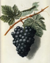 Figured in a shoot with leaves and large bunch of round black grapes. Pomona Britannica pl.59, 1812.