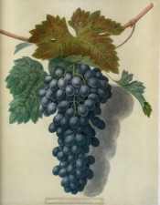 Figured in a shoot with leaves and large bunch of round to oval black grapes. Pomona Britannica pl.52, 1812.
