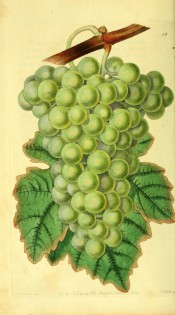 Figured in a shoot with leaves and large bunch of round green grapes. Pomological Magazine t.18, 18282.