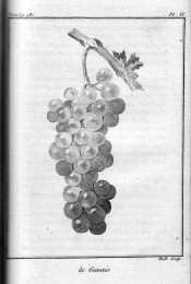 The uncoloured lithograph shows the stem and leaf and bunch of round grapes. Chaptal Fig. 6, 1801.