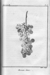 The uncoloured lithograph shows an elongated bunch of round grapes. Chaptal Fig. 5, 1801.