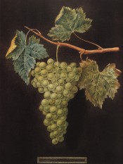 Figured is a shoot with leaves and large bunch of small, round, white grapes. Pomona Britannica pl.54, 1812.