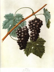Figured is a shoot with leaves and 2 bunches of small, round, brownish grapes. Pomona Britannica pl.50, 1812.