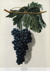 Figured is a shoot with leaves and bunch of small, round black grapes. Pomona Britannica pl.570, 1812.