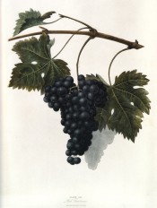 Figured is a shoot with leaves and bunch of small, round black grapes. Pomona Britannica pl.56, 1812.