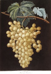Figured in a shoot with leaf and large bunch of round to oval white grapes. Pomona Britannica pl.53, 1812.