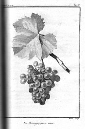 The uncoloured lithograph shows the stem and leaf and bunch of round grapes. Chaptal Fig. 2, 1801.