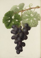 Figured in a shoot with leaves and bunch of oval purplish-black grapes. Pomona Londinensis vol.1, pl.10, 1818.