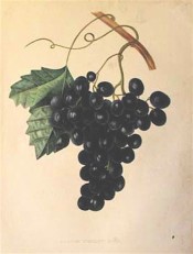 Figured in a shoot with leaves and large bunch of oval to round black grapes. Album de Pomologie 1847-1850.