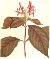 Figured are purple-suffused leaves and terminal raceme of pale crimson flowers.  Curtis's Botanical Magazine BM t.1870, 1816.