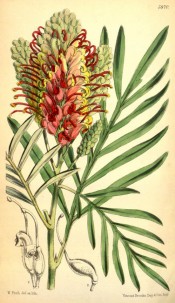 Figured are deeply divided leaves and cylindrical raceme of pink and yellow flowers.  Curtis's Botanical Magazine t.5870, 1870.