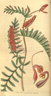 Shown are the pinnatifid leaves and racemes of dark red, toothbrush-like flowers.  Curtis's Botanical Magazine t.3133, 1832.