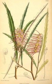 Illustrated are the serrated leaves and racemes of dark red, toothbrush-like flowers.  Curtis's Botanical Magazine t.7070, 1889.