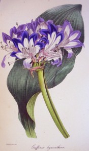 The image shows the broad, latticed leaf and umbel of white, blue-edged flowers.  Paxton's Magazine of Botany p.171, 1845.