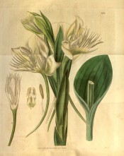 Figured are elliptic leaves and raceme of green-white flowers with fringed lips.  Curtis's Botanical Magazine t.3374, 1835.