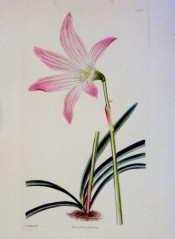 The image depicts the leaves and open funnel-shaped deep pink flower.  Loddiges Botanical Cabinet no.1761, 1833.