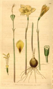 The image depicts the bulb and a single, yellow, vase-shaped flower.  Curtis's Botanical Magazine t.3596, 1837.