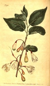 Depicted are toothed, elliptic leaves and pendant, bell-shaped white flowers.  Curtis's Botanical Magazine t.910, 1806.