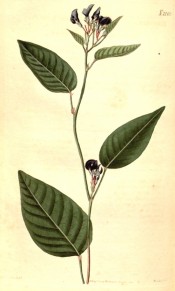 Figured is a wiry stem, ovate leaves and small purple pea-like flowers.  Curtis's Botanical Magazine t.2169, 1820.