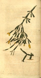 Figured is a cactus with pendant, club-shaped segments and terminal yellow flowers.  Curtis's Botanical Magazine t.2461, 1824.