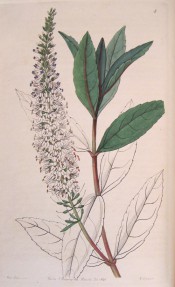 Figured are lance-shaped, toothed leaves and long racemes of white, blue-tinged flowers.  Botanical Register f.5, 1846.